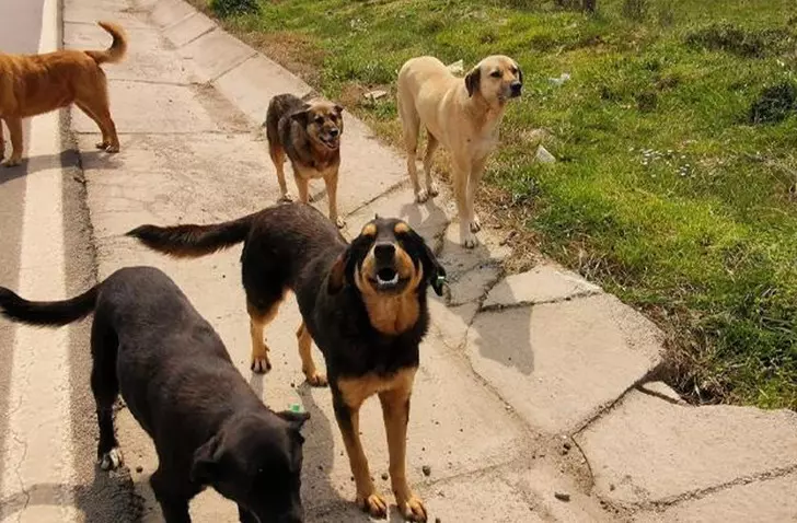 6 Sokak Köpeği 5 Yaşında Çocuğu Parçaladı!